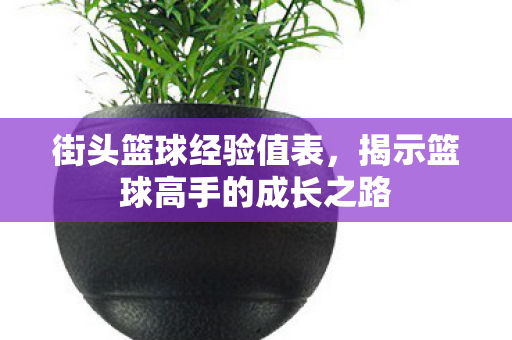 揭示篮球高手的成长之路图片
