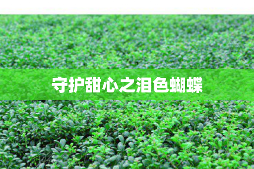守护甜心之泪色蝴蝶图片