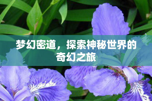 探索神秘世界的奇幻之旅图片