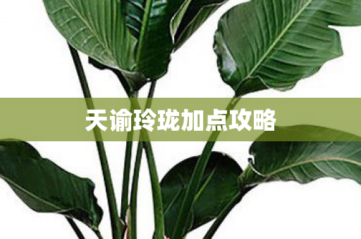 天谕玲珑加点攻略图片