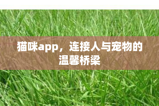 连接人与宠物的温馨桥梁图片