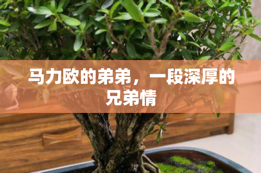 一段深厚的兄弟情图片