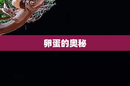 卵蛋的奥秘图片
