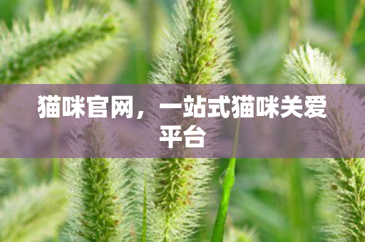 一站式猫咪关爱平台图片