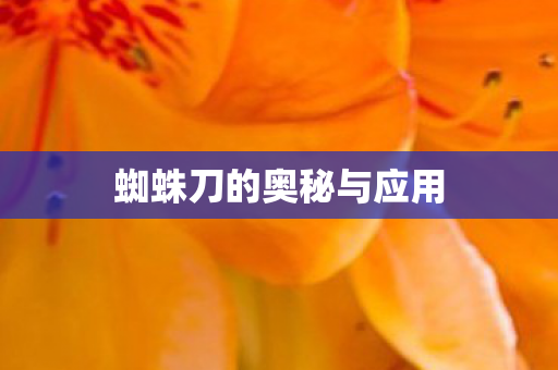 蜘蛛刀的奥秘与应用图片