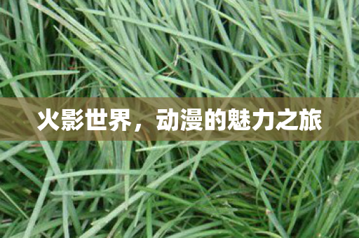 动漫的魅力之旅图片