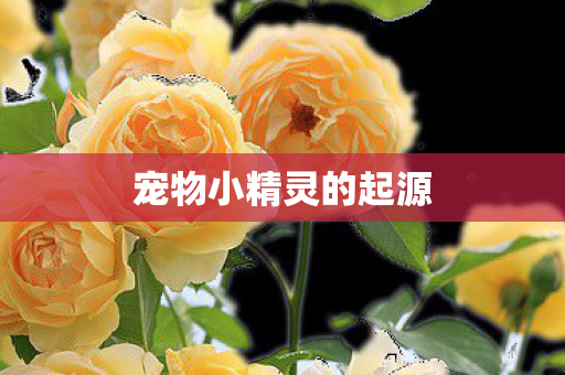 宠物小精灵的起源图片