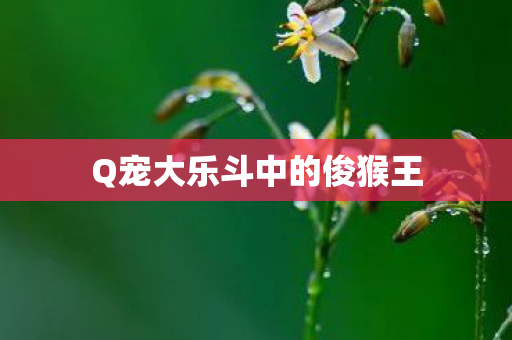 Q宠大乐斗中的俊猴王图片
