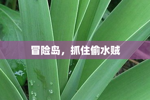 抓住偷水贼图片