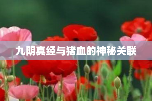 九阴真经与猪血的神秘关联图片