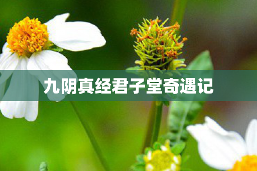 九阴真经君子堂奇遇记图片