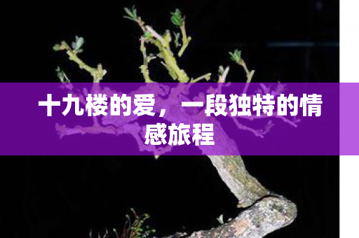 一段独特的情感旅程图片