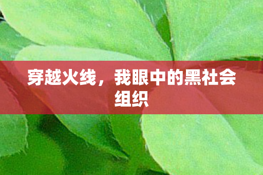 我眼中的黑社会组织图片