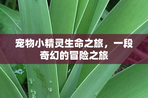 宠物小精灵生命之旅图片