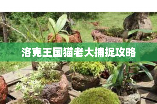洛克王国猫老大捕捉攻略图片