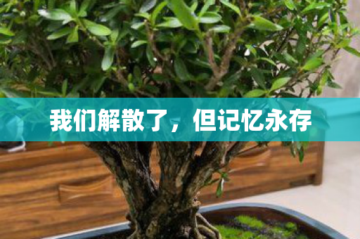 我们解散了图片